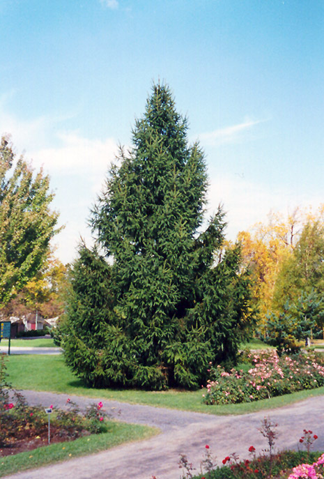 Norway Spruce (Picea abies) at Landon's Greenhouse