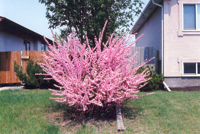 Double Flowering Plum (Prunus triloba 'Multiplex') at Landon's Greenhouse