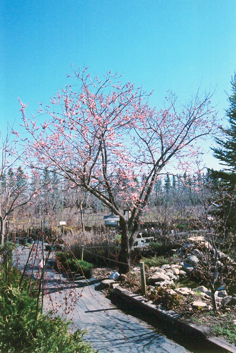 Westcot Apricot (Prunus mandshurica 'Westcot') at Landon's Greenhouse