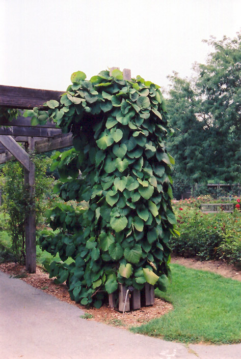 Dutchman's Pipe (Aristolochia macrophylla) at Landon's Greenhouse