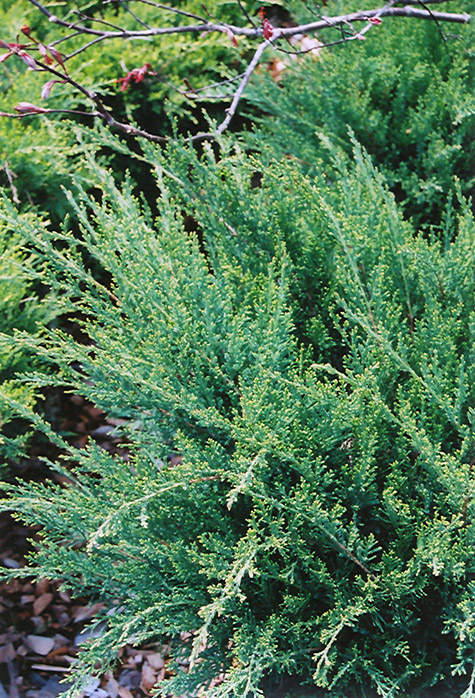Sea Green Juniper (Juniperus chinensis 'Sea Green') at Landon's Greenhouse