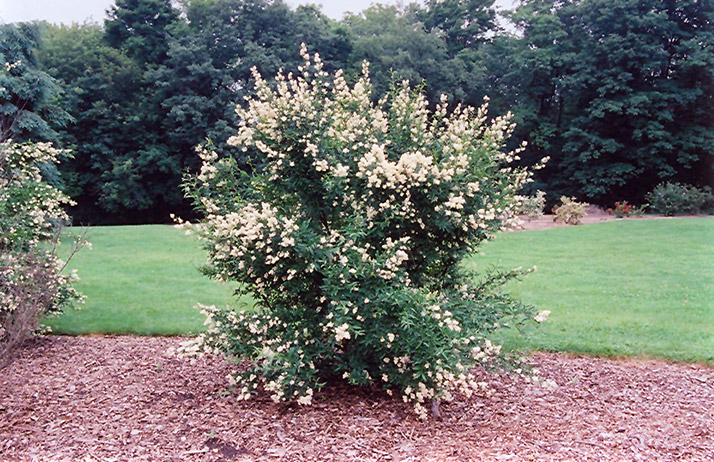 Cheyenne Common Privet (Ligustrum vulgare 'Cheyenne') at Landon's Greenhouse