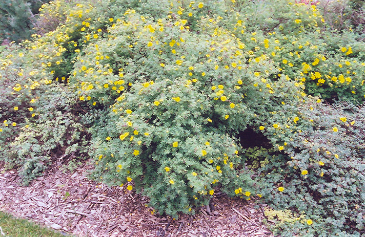 Yellow Gem Potentilla (Potentilla fruticosa 'Yellow Gem') at Landon's Greenhouse