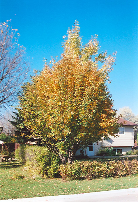 Oakleaf Mountain Ash (Sorbus x hybrida) at Landon's Greenhouse