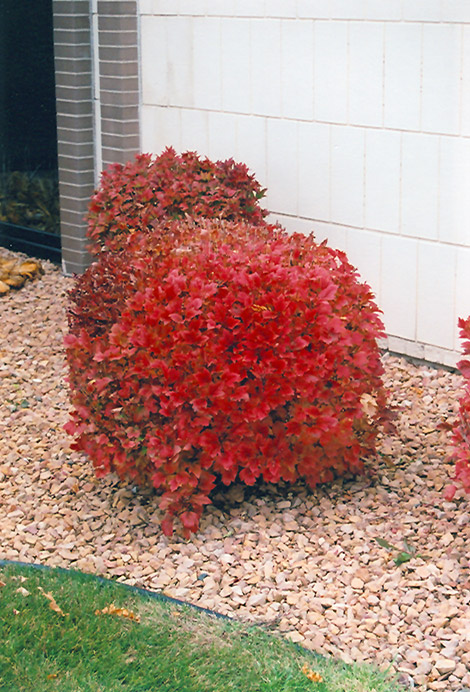 Bailey Compact Highbush Cranberry (Viburnum trilobum 'Bailey Compact') at Landon's Greenhouse
