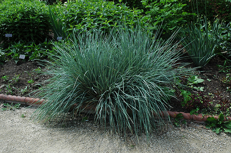 Blue Oat Grass (Helictotrichon sempervirens) at Landon's Greenhouse