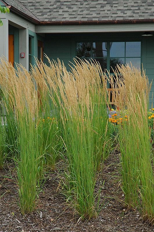Karl Foerster Reed Grass (Calamagrostis x acutiflora 'Karl Foerster') at Landon's Greenhouse