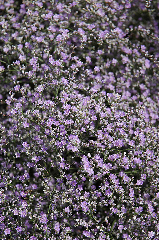 Sea Lavender (Limonium latifolium) at Landon's Greenhouse