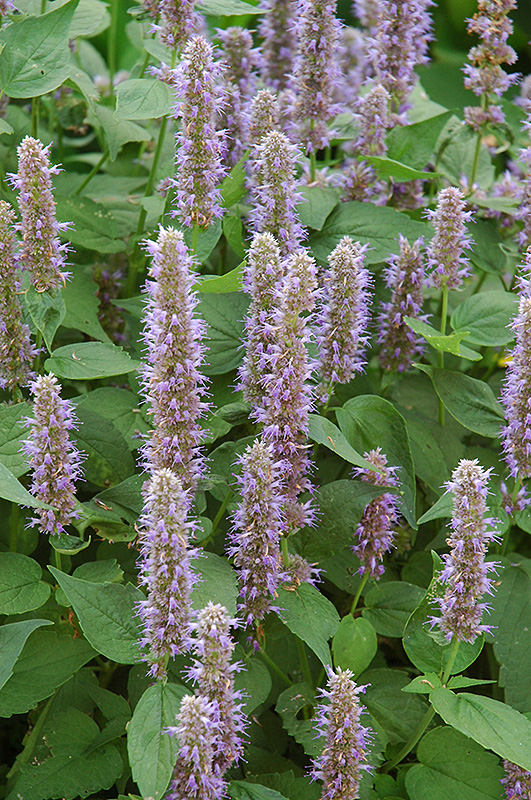 Blue Fortune Anise Hyssop (Agastache 'Blue Fortune') at Landon's Greenhouse