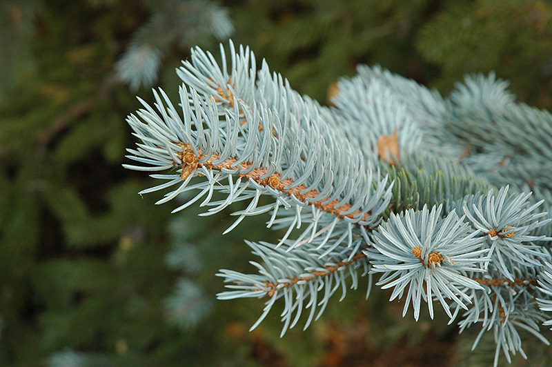 Blue Colorado Spruce (Picea pungens 'var. glauca') at Landon's Greenhouse