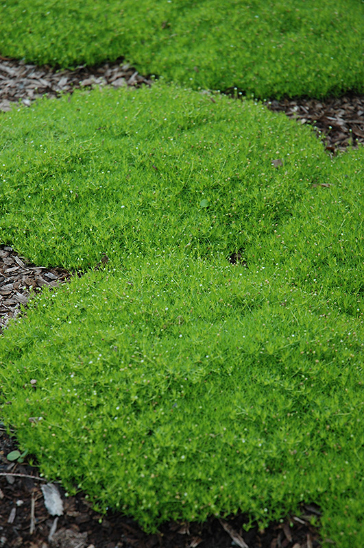 Irish Moss (Sagina subulata) at Landon's Greenhouse
