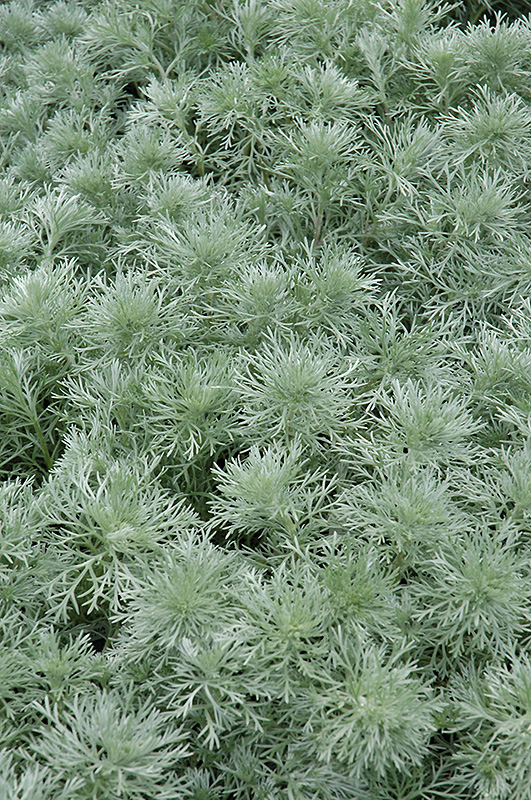 Silver Mound Artemesia (Artemisia schmidtiana 'Silver Mound') at Landon's Greenhouse