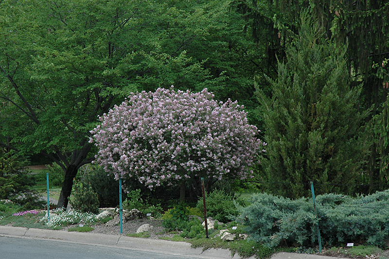 Dwarf Korean Lilac (tree form) (Syringa meyeri 'Palibin (tree form)') at Landon's Greenhouse