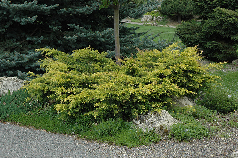 Old Gold Juniper (Juniperus x media 'Old Gold') at Landon's Greenhouse