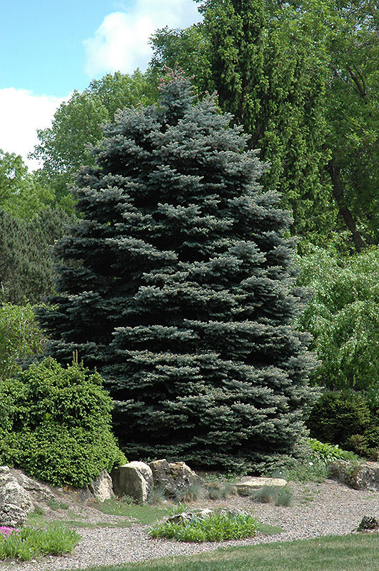 Fat Albert Blue Spruce (Picea pungens 'Fat Albert') at Landon's Greenhouse