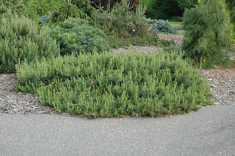 Hillside Creeper Scotch Pine (Pinus sylvestris 'Hillside Creeper') at Landon's Greenhouse