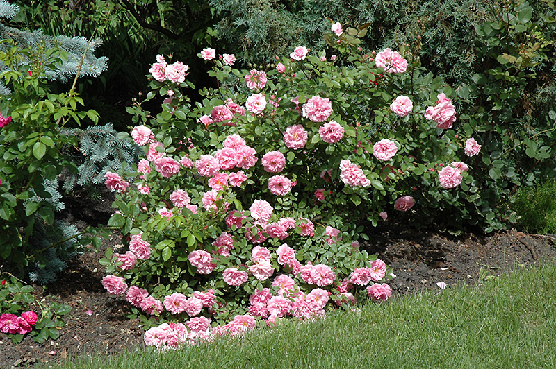 Morden Centennial Rose (Rosa 'Morden Centennial') at Landon's Greenhouse
