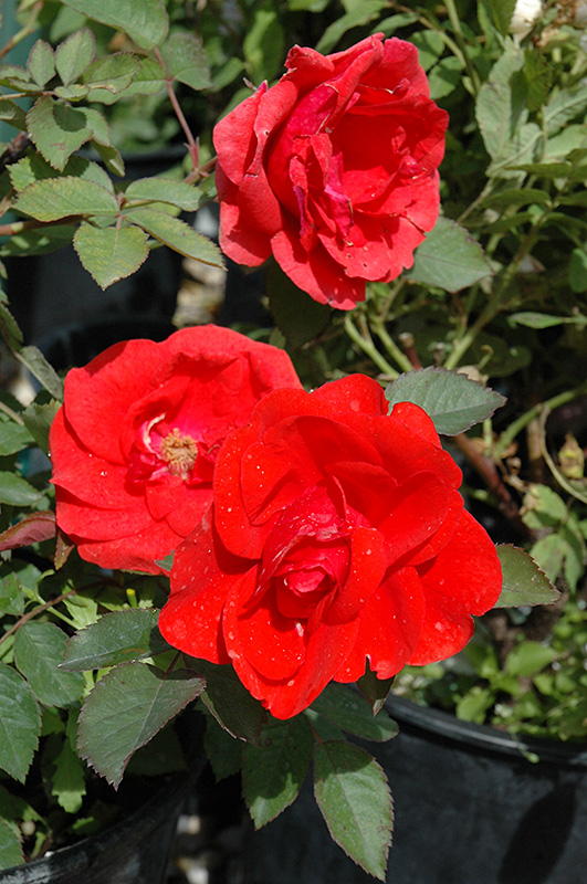 Morden Fireglow Rose (Rosa 'Morden Fireglow') at Landon's Greenhouse