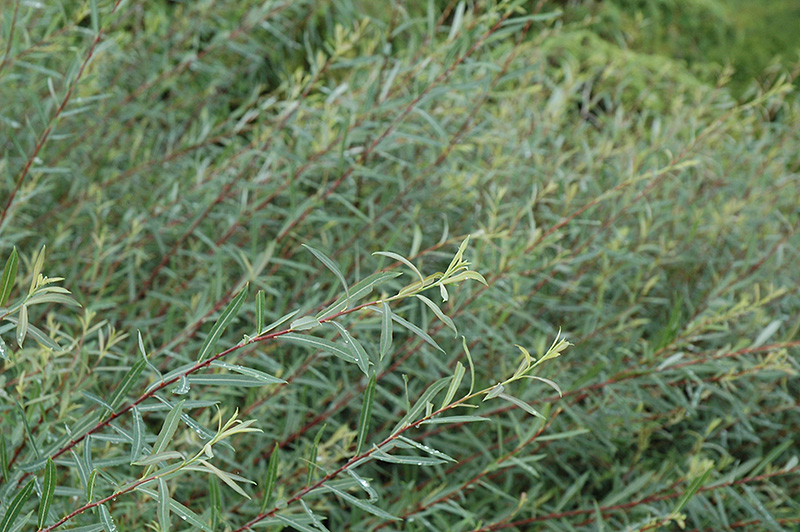 Creeping Arctic Willow (Salix purpurea 'Nana') at Landon's Greenhouse