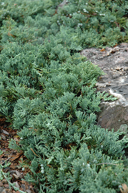 Blue Rug Juniper (Juniperus horizontalis 'Wiltonii') at Landon's Greenhouse