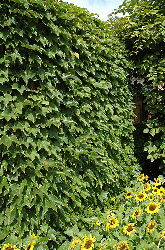 Boston Ivy (Parthenocissus tricuspidata) at Landon's Greenhouse