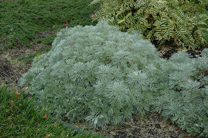 Silver Mound Artemesia (Artemisia schmidtiana 'Silver Mound') at Landon's Greenhouse