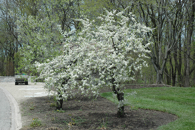 American Plum (Prunus americana) at Landon's Greenhouse