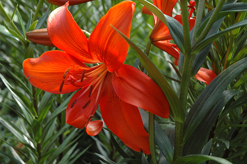 Red Tiger Lily (Lilium lancifolium 'Feuerzaube') at Landon's Greenhouse