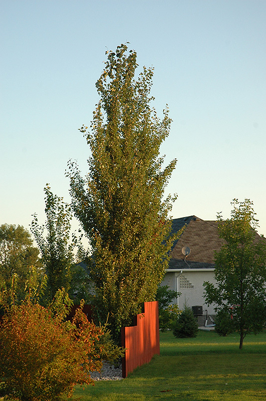 Tower Poplar (Populus x canescens 'Tower') at Landon's Greenhouse