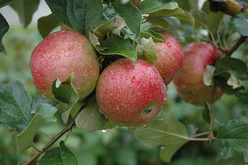 Sweet Sixteen Apple (Malus 'Sweet Sixteen') at Landon's Greenhouse