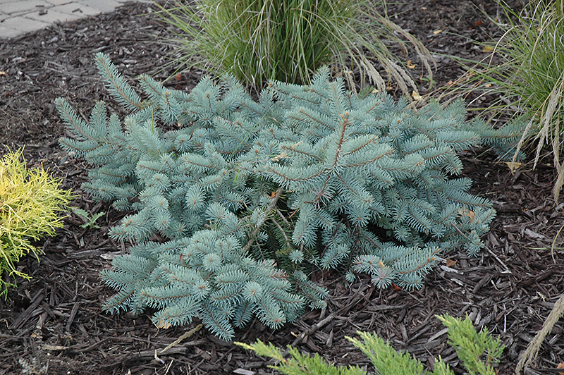 Procumbens Spruce (Picea pungens 'Procumbens') at Landon's Greenhouse
