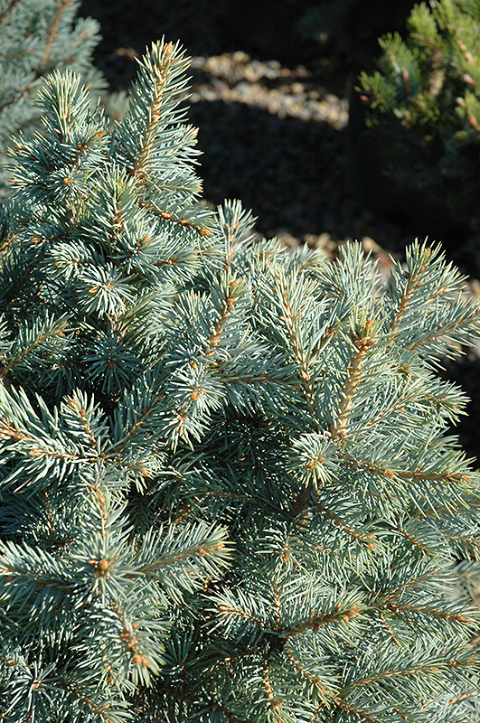 Sester Dwarf Blue Spruce (Picea pungens 'Sester Dwarf') at Landon's Greenhouse