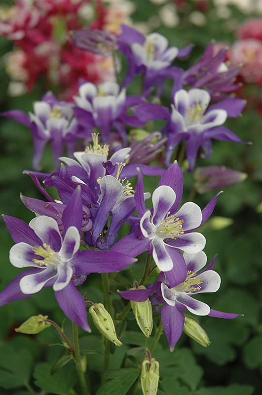 Winky Blue And White Columbine (Aquilegia 'Winky Blue And White') at Landon's Greenhouse