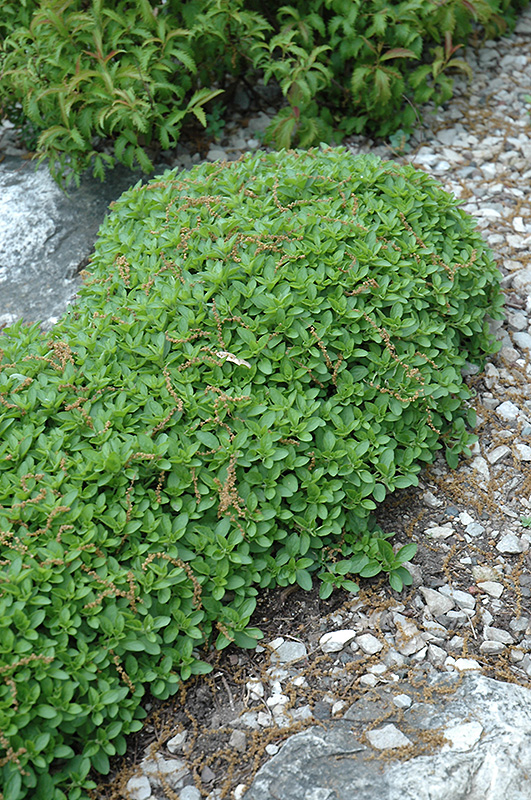Dwarf Oregano (Origanum vulgare 'Compactum') at Landon's Greenhouse