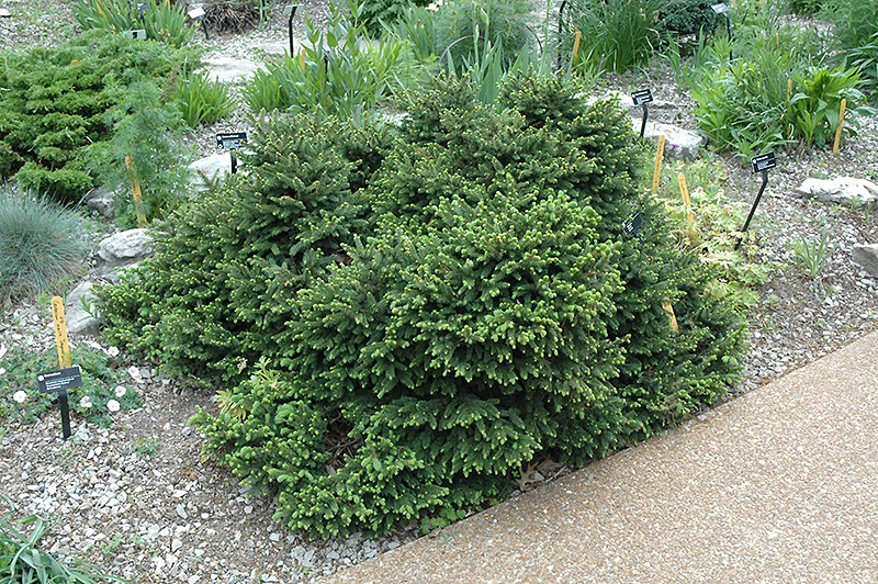 Pumila Norway Spruce (Picea abies 'Pumila') at Landon's Greenhouse