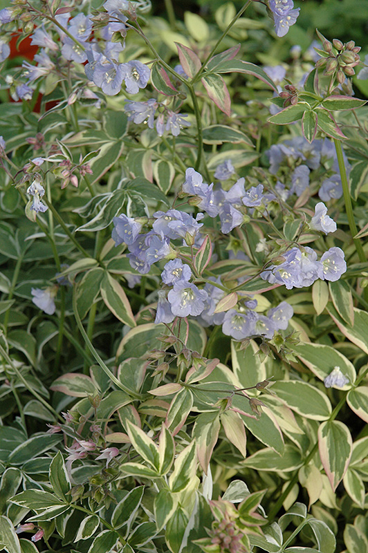 Touch Of Class Jacob's Ladder (Polemonium reptans 'Touch Of Class') at Landon's Greenhouse