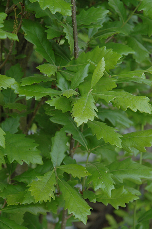 Regal Prince English Oak (Quercus 'Regal Prince') at Landon's Greenhouse