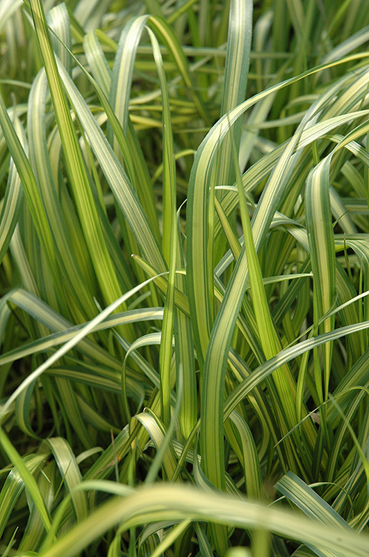 El Dorado Feather Reed Grass (Calamagrostis x acutiflora 'El Dorado') at Landon's Greenhouse