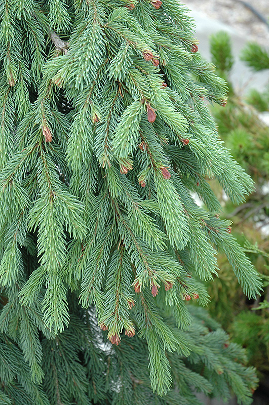 Weeping White Spruce (Picea glauca 'Pendula') at Landon's Greenhouse