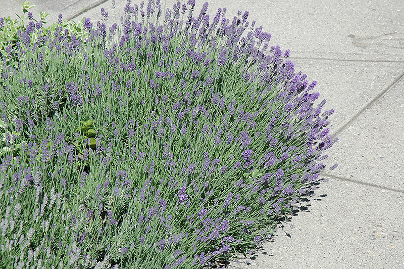 Munstead Lavender (Lavandula angustifolia 'Munstead') at Landon's Greenhouse