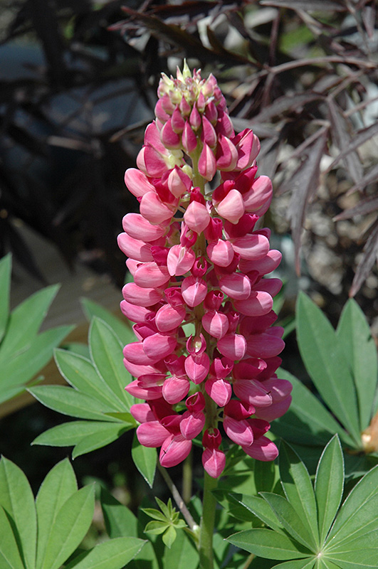 Gallery Red Lupine (Lupinus 'Gallery Red') at Landon's Greenhouse