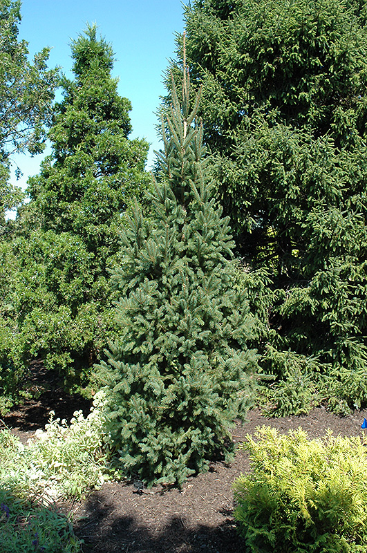 Columnar Norway Spruce (Picea abies 'Cupressina') at Landon's Greenhouse