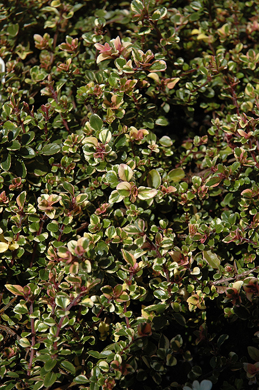 Variegated Broadleaf Thyme (Thymus pulegioides 'Foxley') at Landon's Greenhouse
