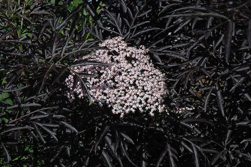 Black Lace Elder (Sambucus nigra 'Eva') at Landon's Greenhouse