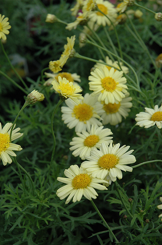 Madeira Crested Yellow Marguerite Daisy (Argyranthemum frutescens 'Madeira Crested Yellow') at Landon's Greenhouse