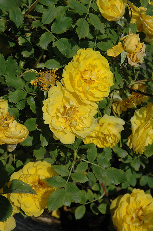 Persian Yellow Rose (Rosa 'Persian Yellow') at Landon's Greenhouse