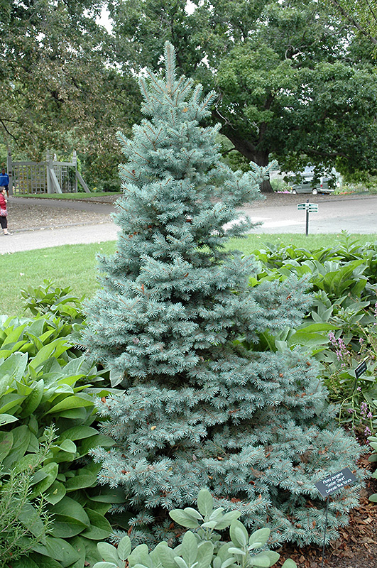 Sester Dwarf Blue Spruce (Picea pungens 'Sester Dwarf') at Landon's Greenhouse