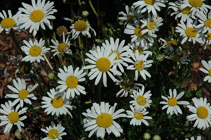 White Breeze Shasta Daisy (Leucanthemum x superbum 'White Breeze') at Landon's Greenhouse