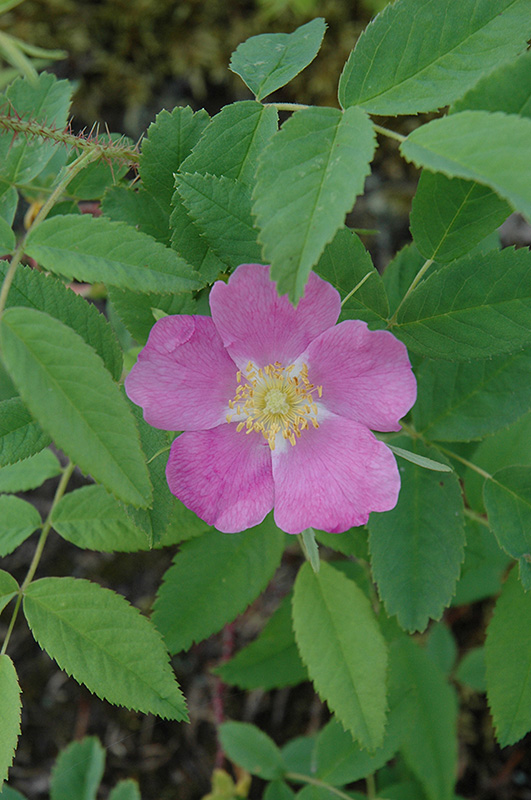 Wild Rose (Rosa woodsii) at Landon's Greenhouse