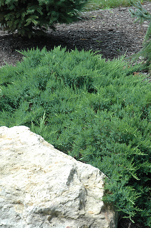 Broadmoor Juniper (Juniperus sabina 'Broadmoor') at Landon's Greenhouse